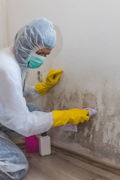 Best Mold Documentation for Insurance Claims  in Hammond, LA