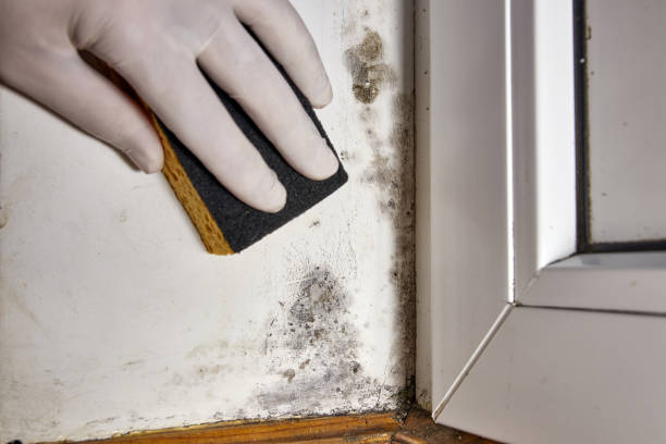 Best Real Estate Mold Inspection  in Hammond, LA